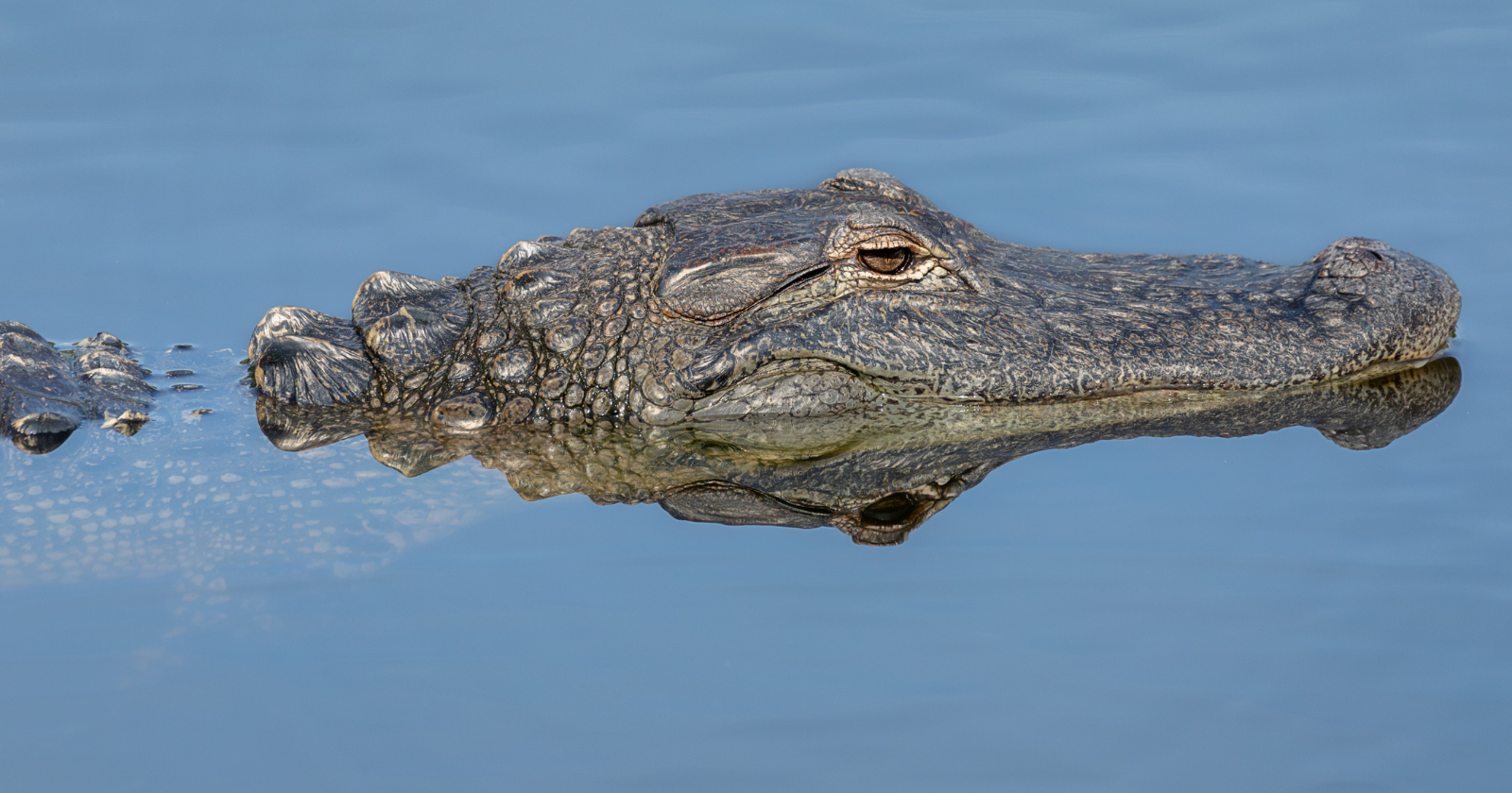 Par Pond, a 2,300-acre South Carolina reservoir dug to cool two plutonium production reactors, now holds several hundred alligators, and researchers keep catching, testing and releasing them, because an animal that lives 40 to 70 years carries the site's whole contamination record in its blood