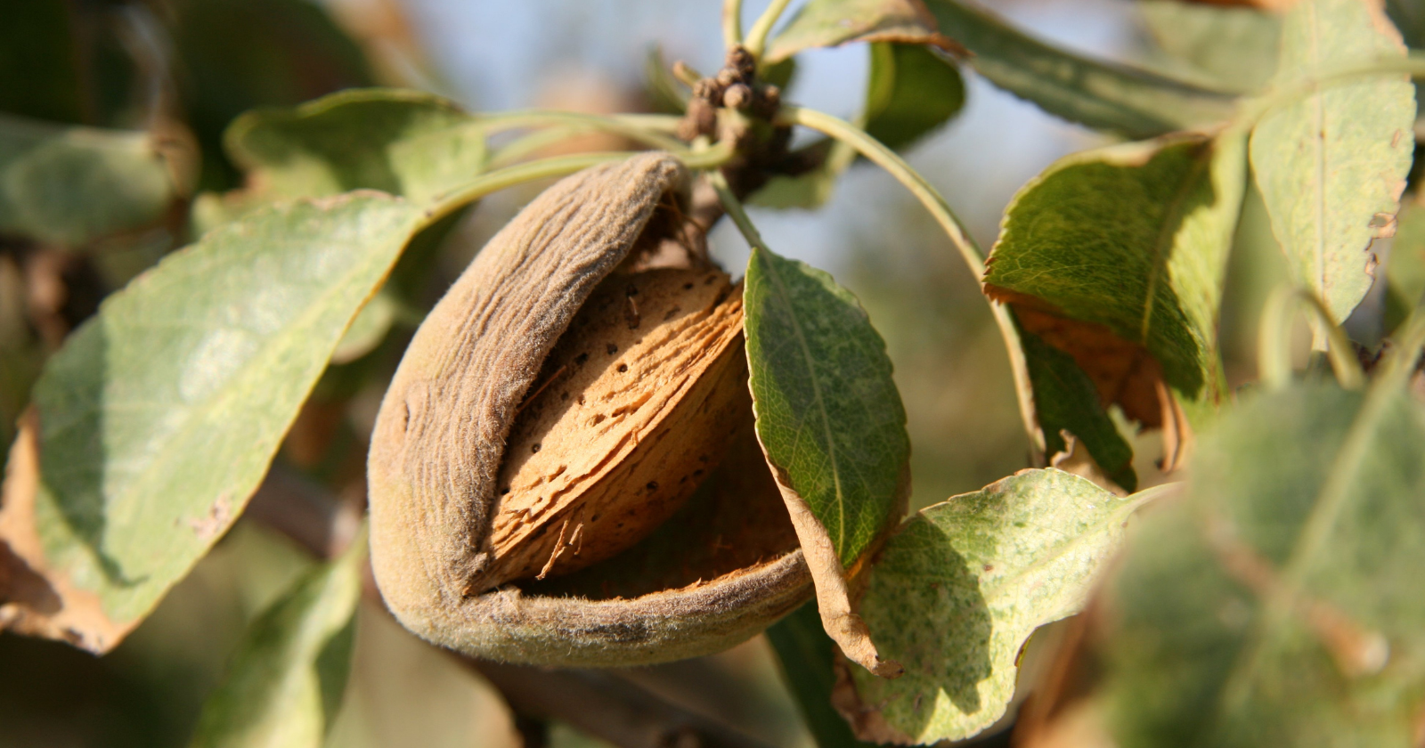 A Mother Jones reporter put a gallon of water behind every California almond in 2014, and when the Pacific Institute checked the claim against USDA yields and UC Davis irrigation data, the real number came in even higher, 1.6 to 1.7 gallons a kernel, so the argument had to move somewhere else