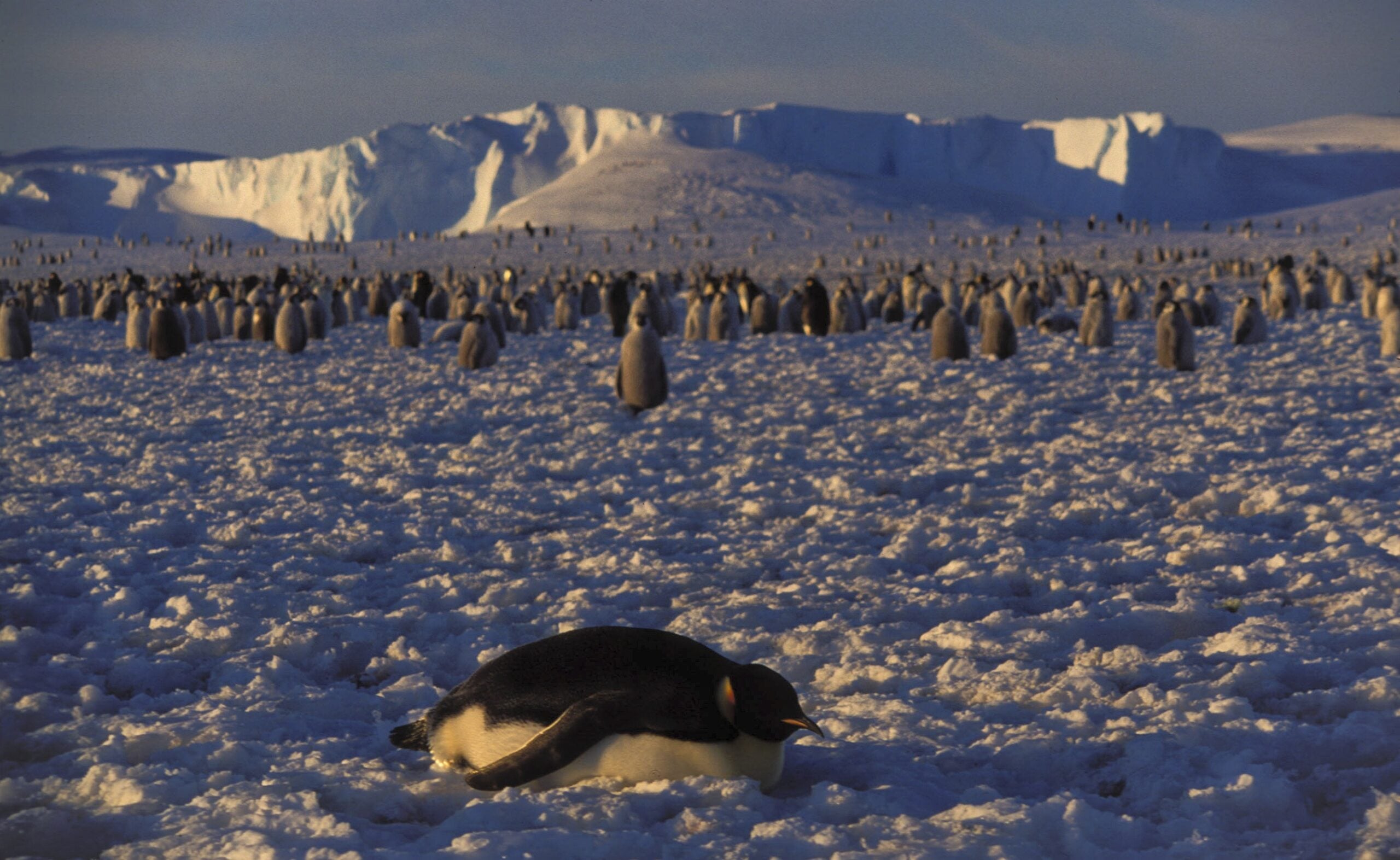Colony of emperor penguins Aptenodytes forsteri on sea ice at Atka Bay, Weddell Sea, Antarctica