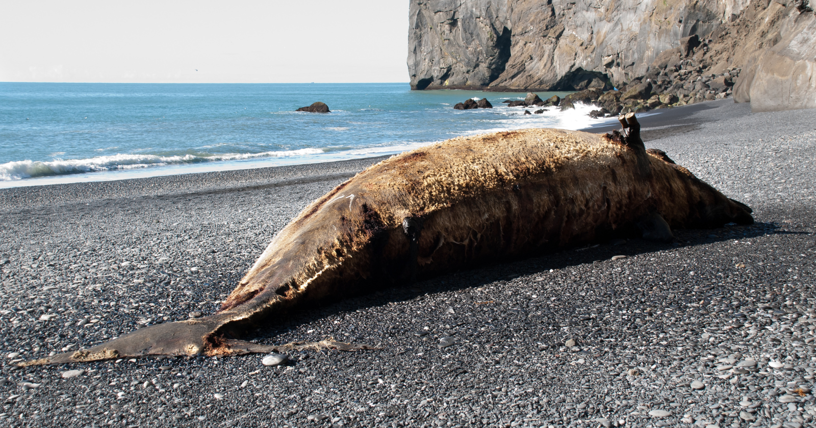 In 1970, Oregon highway crews packed half a ton of dynamite under a dead whale on a Florence beach, expecting the blast to send the pieces out to sea — falling blubber crushed a car a quarter mile away, and in 2020 the town officially named the site Exploding Whale Memorial Park