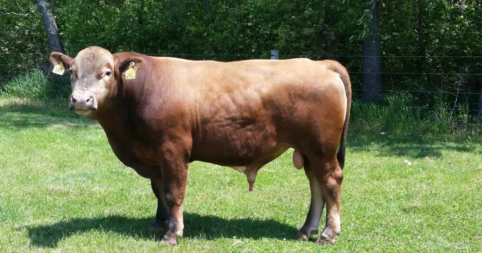 Thirty-nine of the 47 registered Beefalo whose genomes were sequenced carry no detectable bison ancestry, including the foundation bull that sold for $2.5 million in 1975 and whose pedigree recorded him as more than a third bison