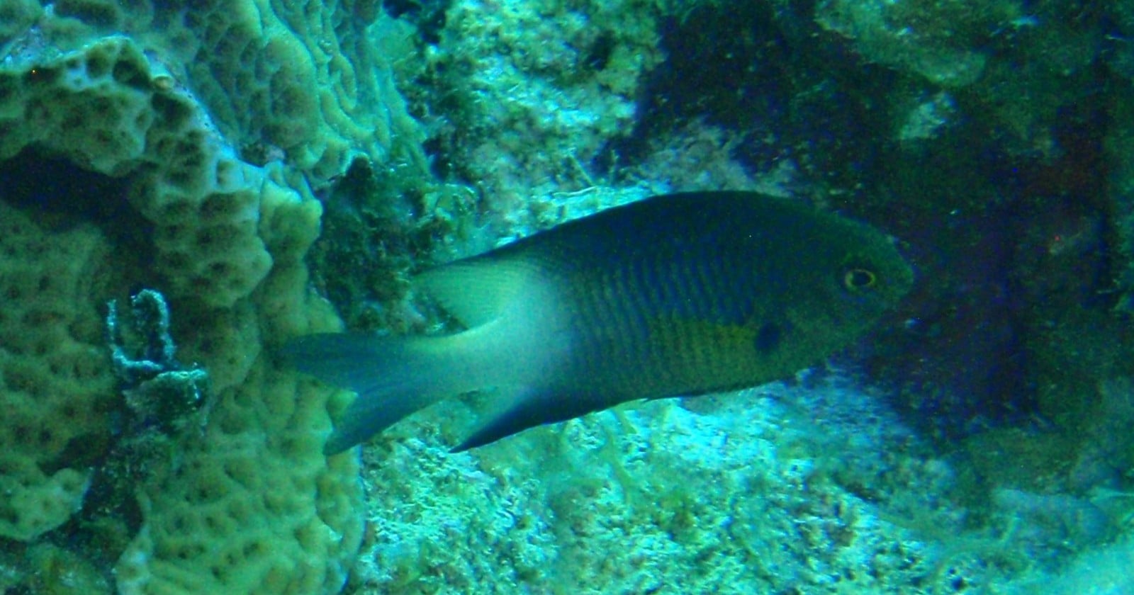 A bicolor damselfish hovering close to coral on a Caribbean reef