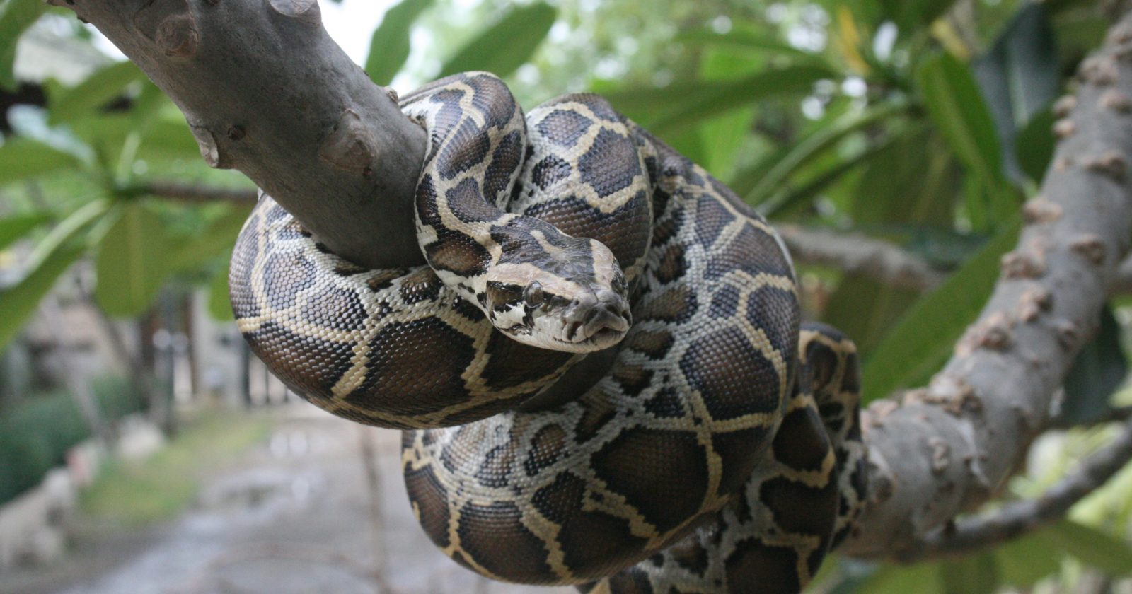 Burmese pythons have eaten their way through the Everglades mammals that once spread plant seeds, and researchers have now caught the snakes doing the dead animals' old job — carrying 25 seed types across the wetland in their guts, some native, some invasive