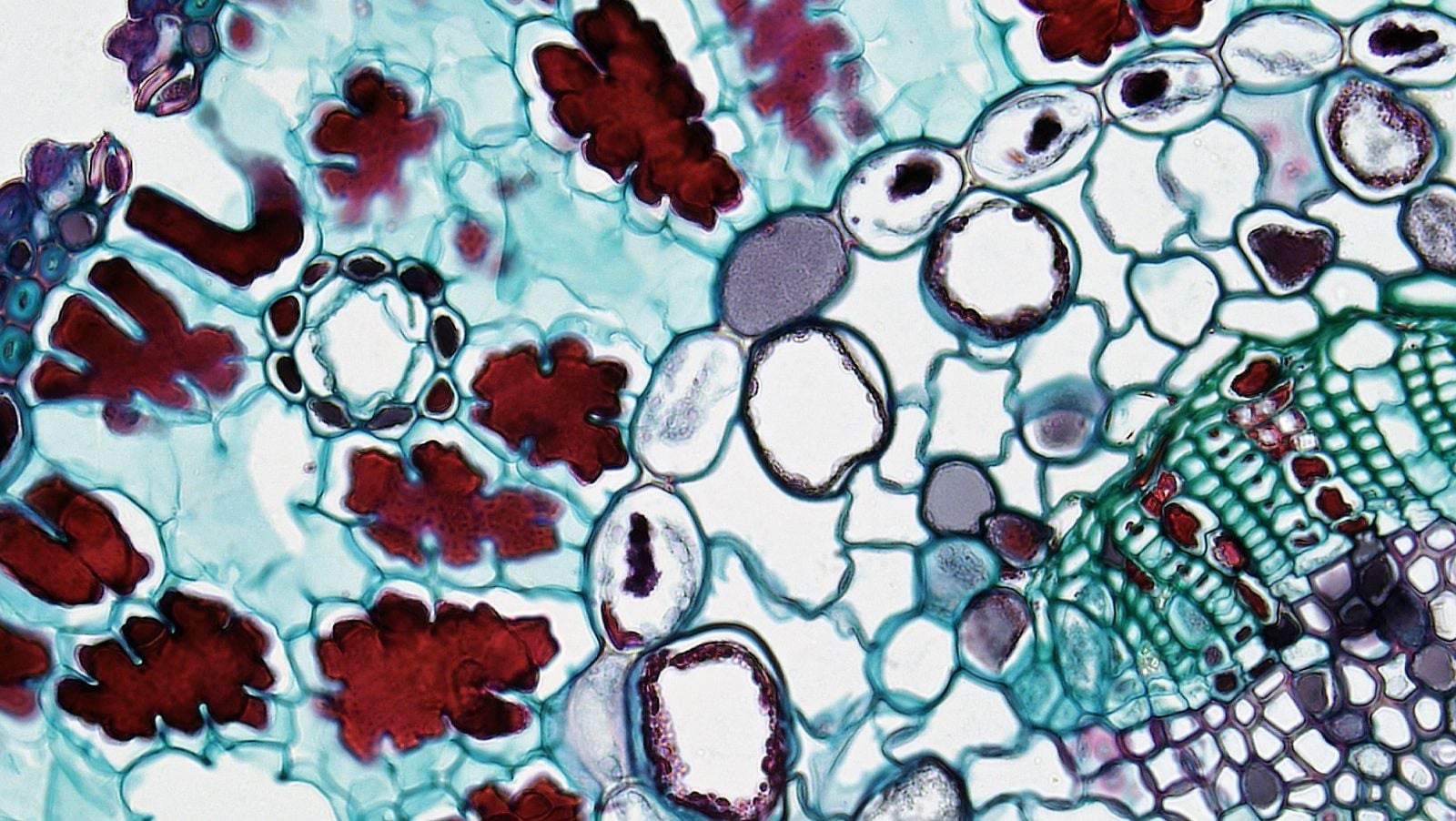 cell division microscope