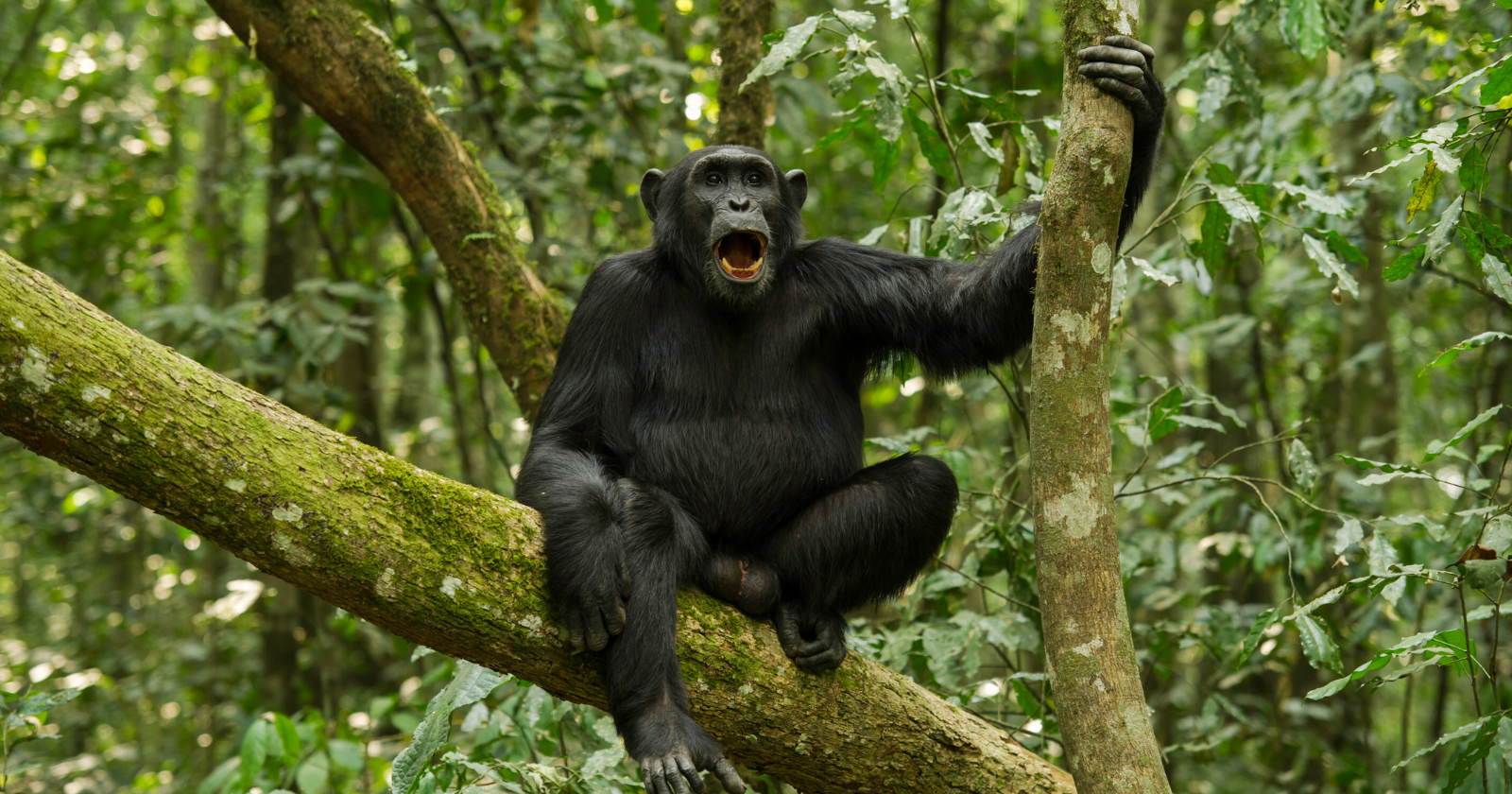 Jane Goodall arrived at Gombe in 1960 at age 26 with a notebook and a pair of binoculars, and the watch she started has now followed the same chimpanzee families continuously for 66 years, long enough to record tool use, warfare, and adoption inside one community