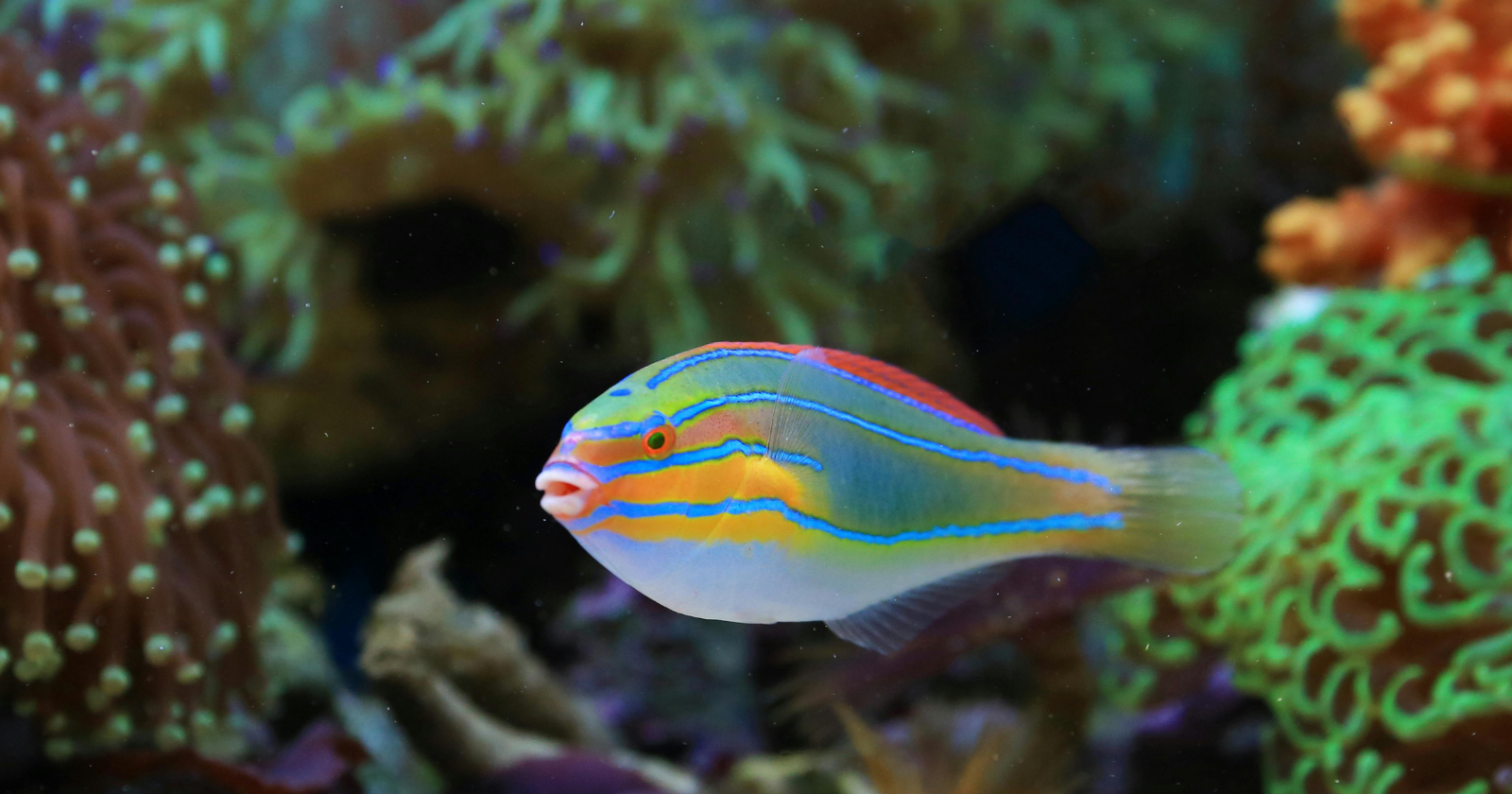 Five species of wrasse fish in the western Atlantic have been filmed selecting a specific rock or coral slab as an anvil, smashing shellfish against it, and switching anvils depending on the prey — the first video evidence of the behavior in the western Atlantic, extending a foraging technique already known among Indo-Pacific fish to a new ocean basin