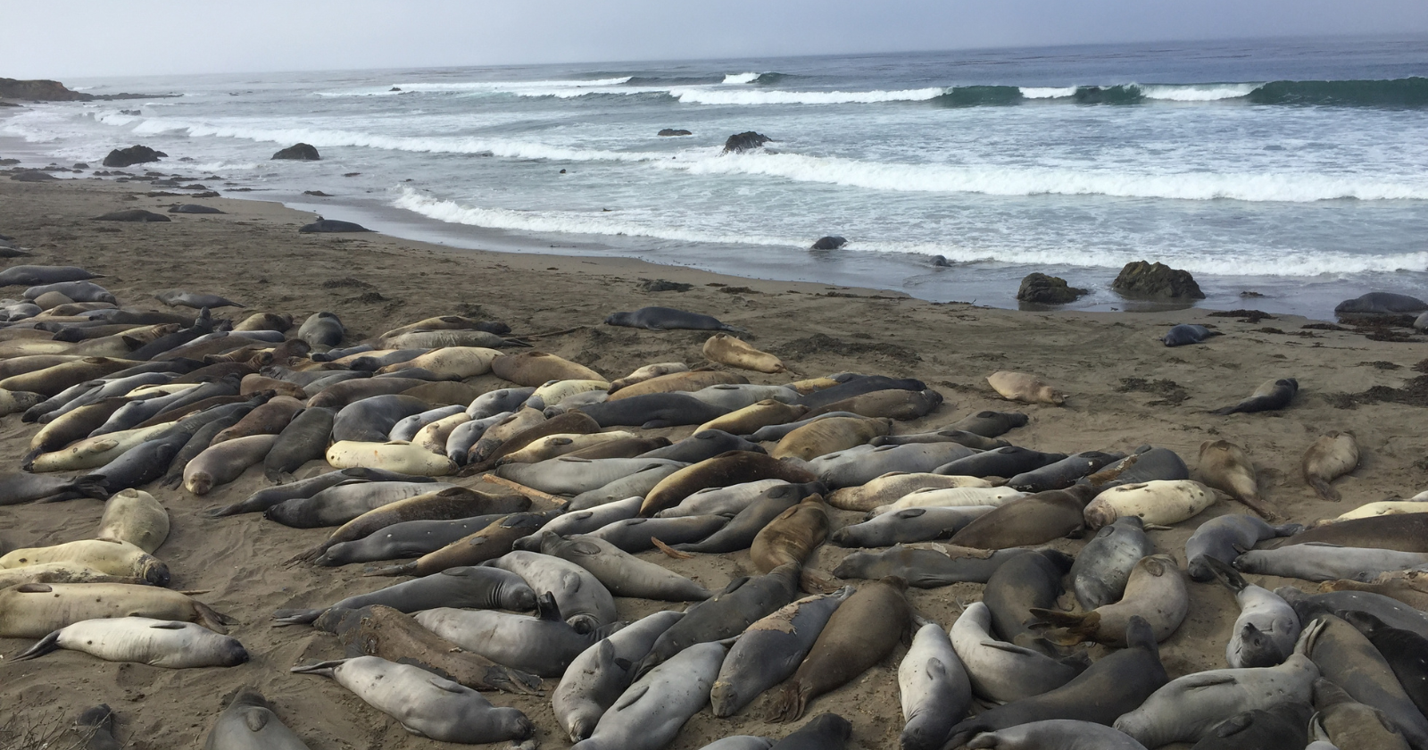 The Hearst family spent decades planning a resort town along 18 miles of California coastline, then locked 80,000 acres of the ranch behind a conservation easement instead — and the beaches below the castle now host one of the largest elephant seal rookeries on the Pacific coast