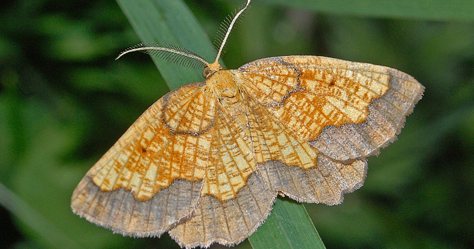 One of England's rarest moths had not been recorded on a Northumberland estate since 1952, and the conservationist who had been hunting a second English colony since 2004 found his first moth there about ten minutes after he arrived, in habitat that did not look like what the team expected