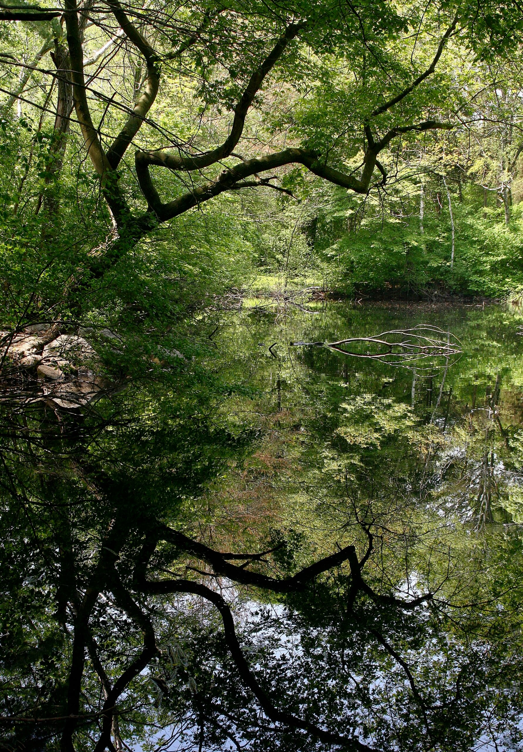 In 2017, a 14-year-old Virginia girl dug a backyard pond for a school project; nine years later the same hole holds a working wildlife ecosystem she still tends