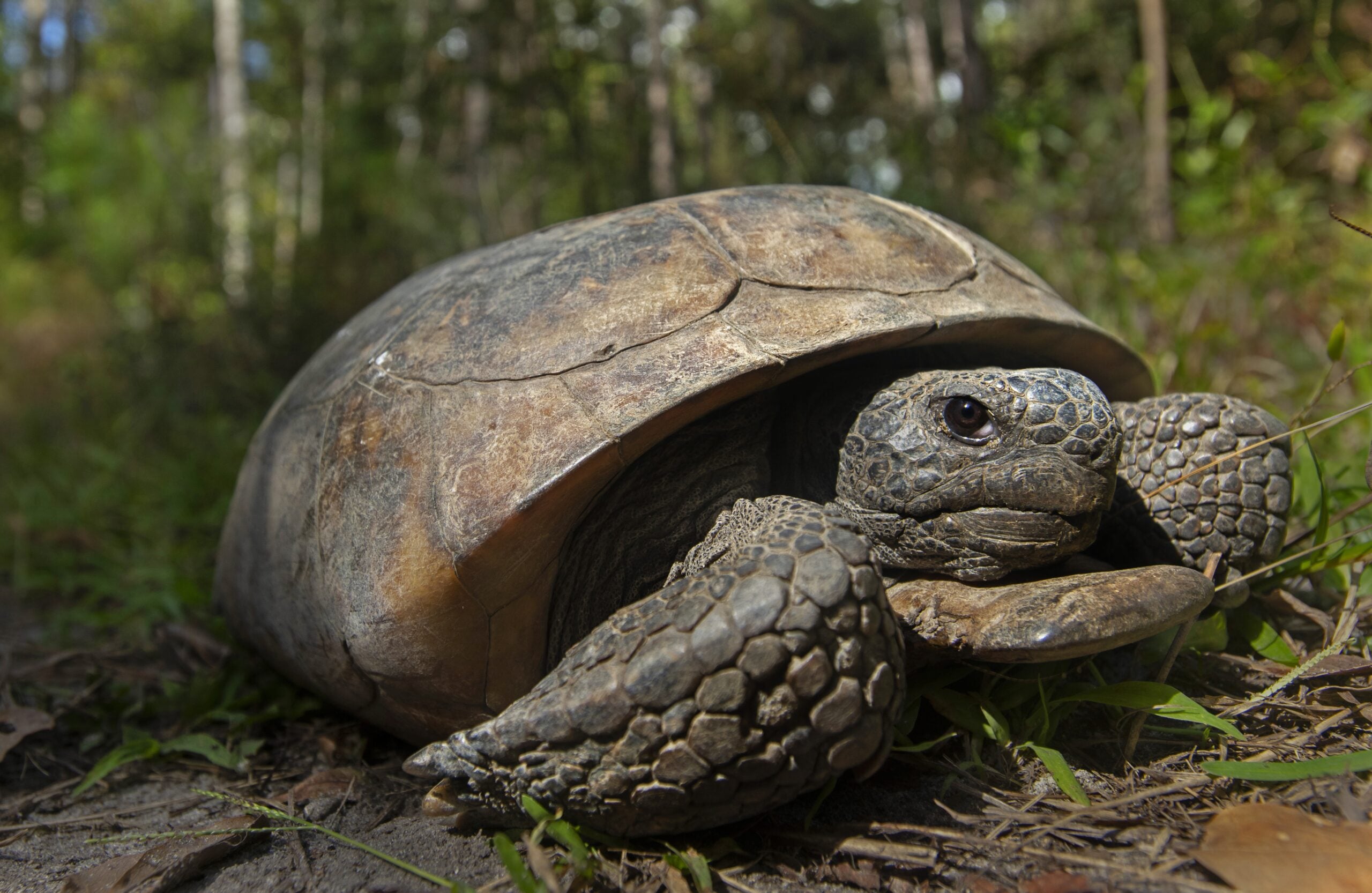 Gopher tortoise (Gopherus polyphemus) at San Felasco Hammock Preserve State Park in Gainesville, Florida