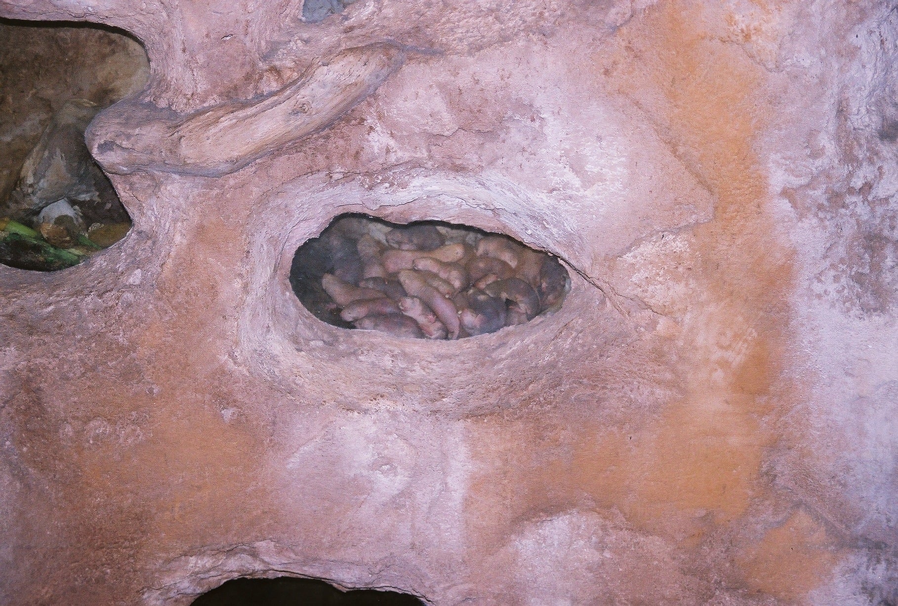 Naked mole-rats (Heterocephalus glaber) huddled together in a burrow