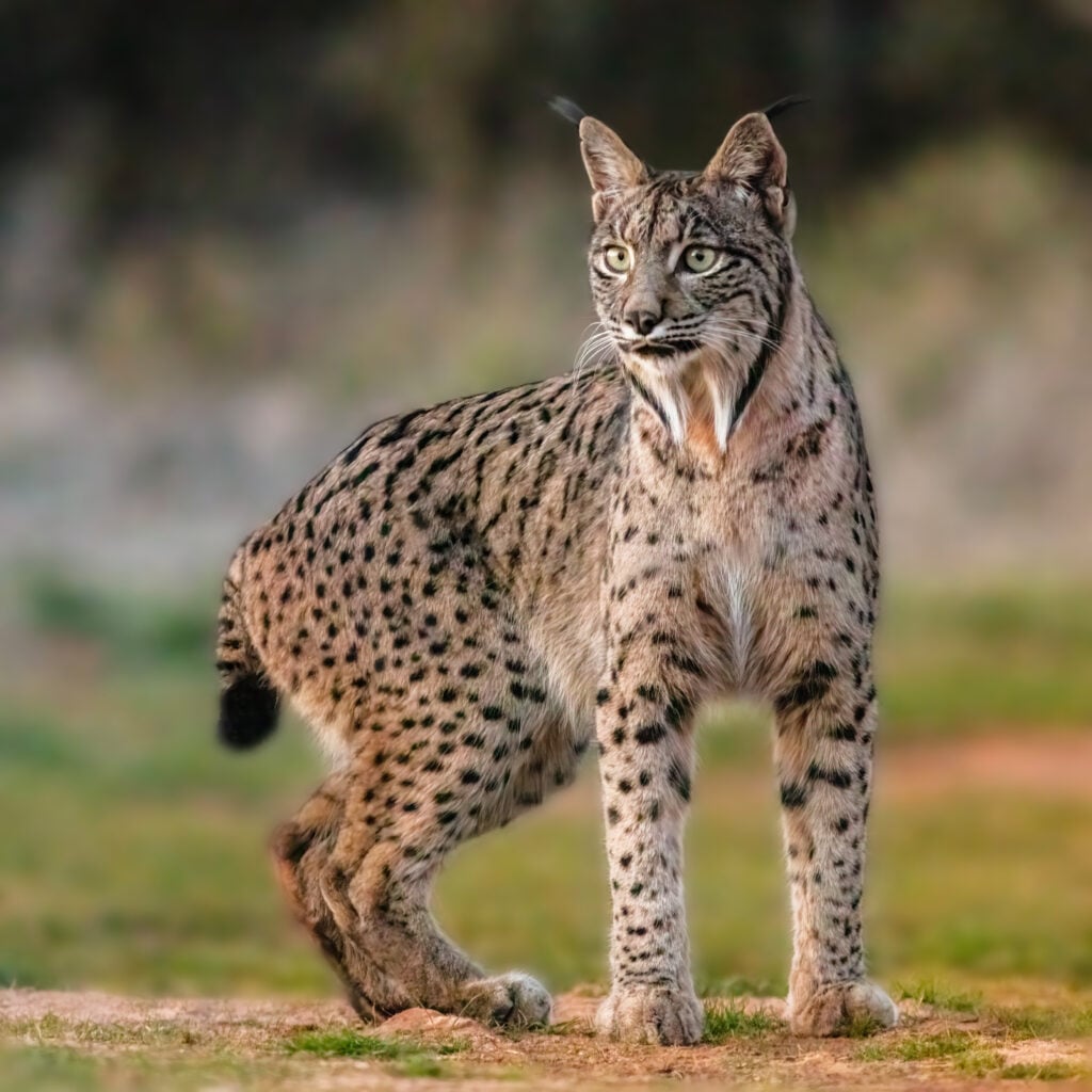 In 2002 just 94 Iberian lynxes survived in two Andalusian pockets, 54 at Andújar and 40 at Doñana; the 2025 census counted 2,663 across 26 nuclei, with 542 territorial females