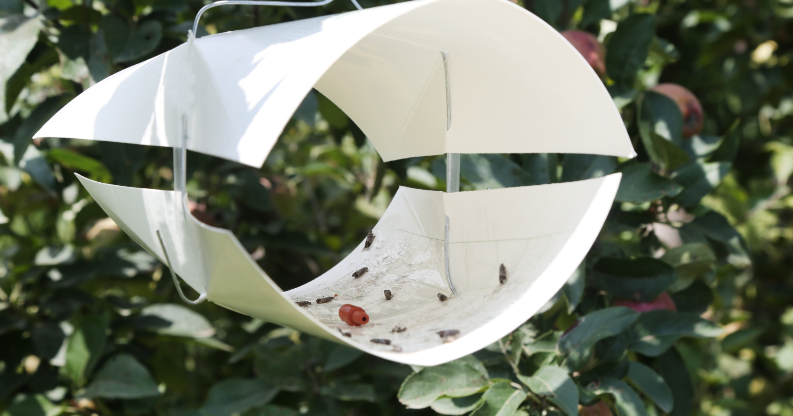 Germany set up 75 insect traps across the country, sequenced roughly four billion fragments of DNA from what they caught, and identified 10,803 species, while statistical modeling suggests the samples already captured evidence of roughly 32,000, most still unidentified for lack of a reference DNA barcod