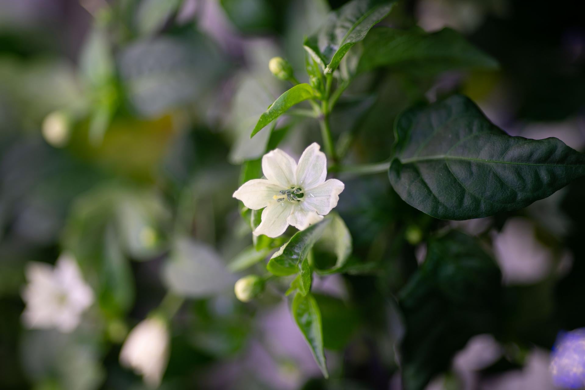 In 2021, NASA grew Hatch chile peppers aboard the ISS for 137 days; four plants in the Advanced Plant Habitat yielded 26 peppers, and the stems holding flower to fruit grew straight instead of curved as they do on Earth