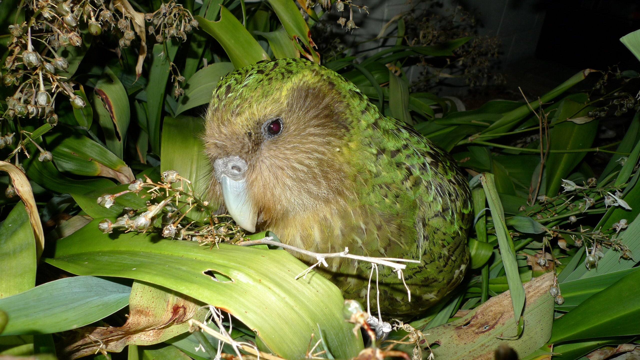 In 1995 New Zealand's kākāpō recovery programme began with 51 birds, 20 of them females; on 1 September 2026 DOC added 90 chicks from one season, lifting the official count to 325