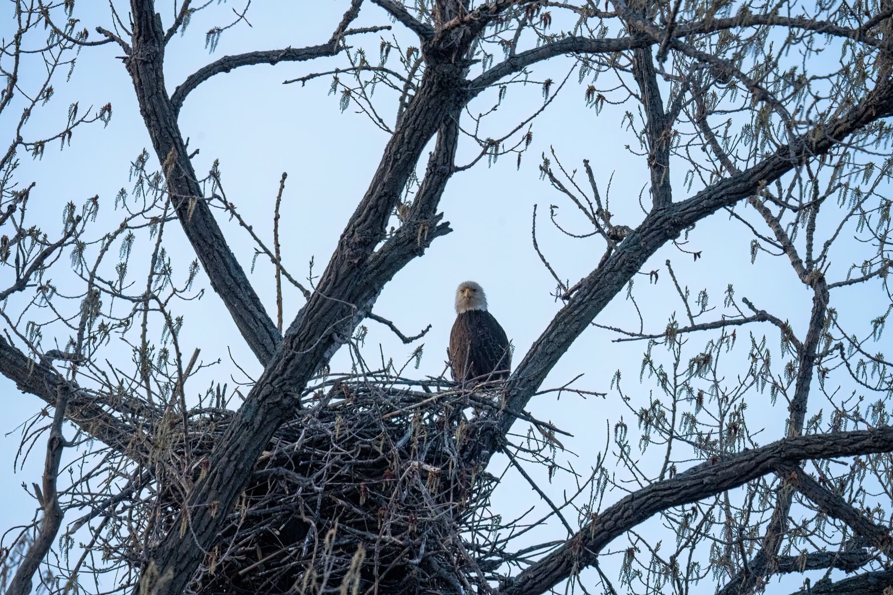 Beginning in 1962, NASA acquired roughly 140,000 acres around Merritt Island for Kennedy Space Center—but used only a fraction for launch operations. Since 1963, the Fish and Wildlife Service has managed most of the remaining NASA land as a national wildlife refuge, where bald eagles nest in pine trees alongside launch pads, crawlerways and sprawling solar farms.