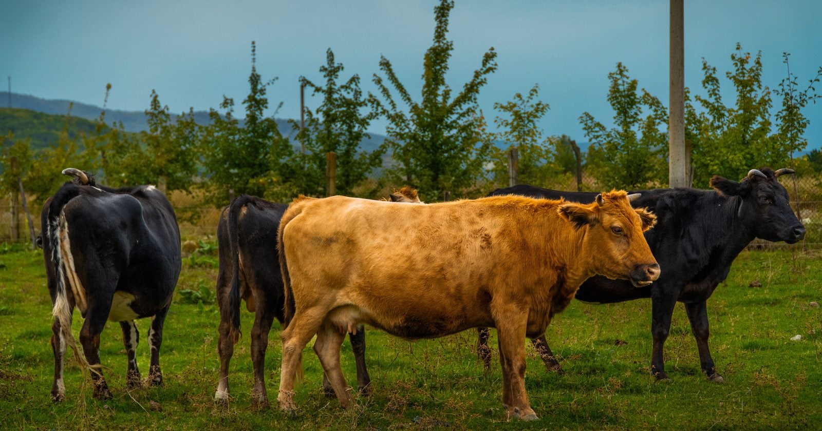 A Georgia cattle farmer is losing 225 acres of the 450 his family has worked for 3 generations, taken by eminent domain for an airport for corporate jets. His father spent decades turning down subdivision offers to keep the land whole.