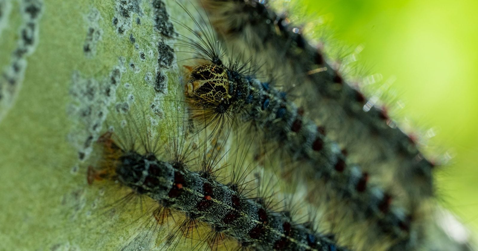 In 1869, a French entomologist trying to breed a hardier silkworm let a batch of moth larvae escape his Massachusetts yard. Twenty years later they had defoliated 360 square miles nearby, and the species can still strip a million acres in a single bad year.