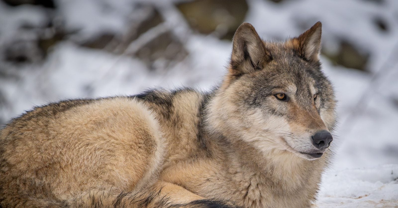 Montana's old wolf population model estimated 1,094 animals, but a revised model released this year produced a preliminary estimate of 725, hundreds fewer than the old model.