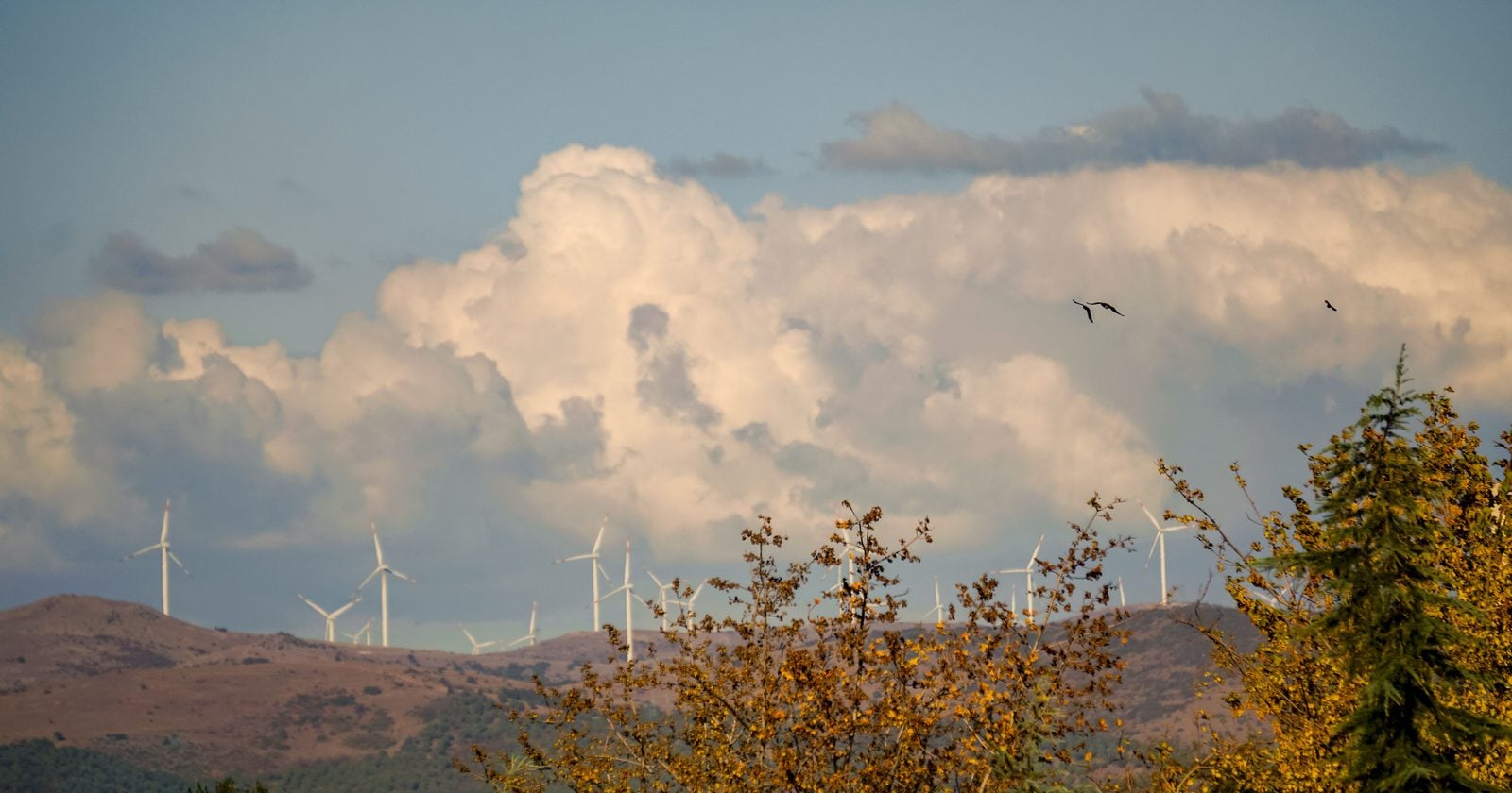 Wind turbines across the United States kill an estimated 234,000 birds a year. Window glass kills about 599 million, which is to say the country's windows account for more dead birds in one day than every turbine standing in it accounts for in seven years.