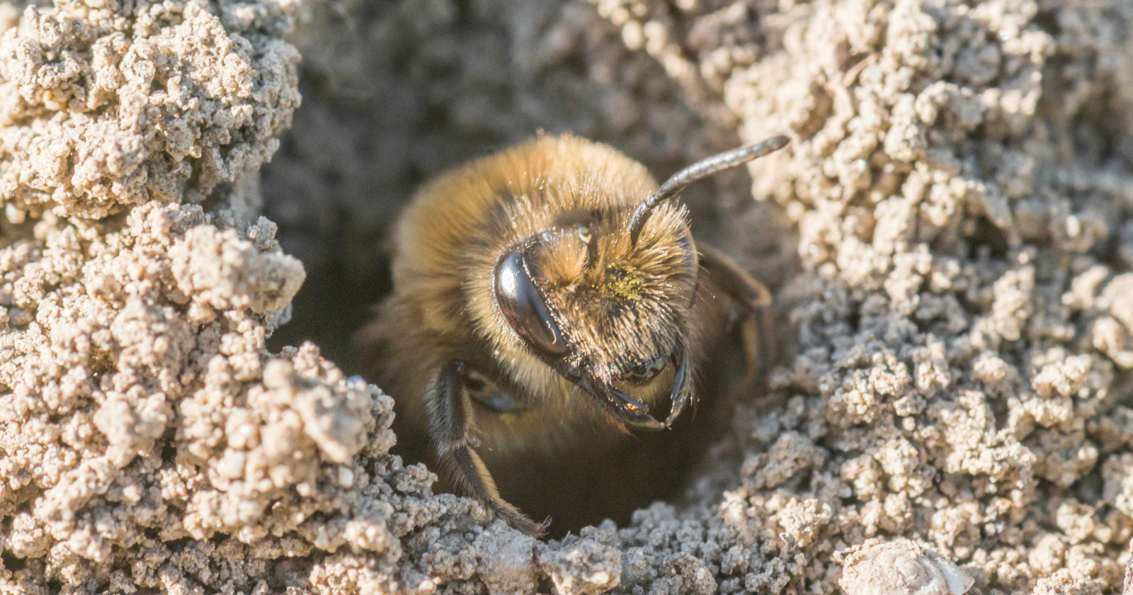 A 1.5-acre cemetery in upstate New York carries the pollinating force of more than 200 honeybee hives, because roughly 5.5 million solitary mining bees nest beneath its lawns — each female digging her own burrow, with no hive and no queen among them