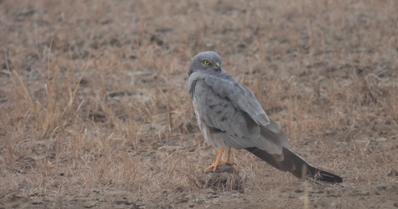The first two juvenile Montagu's Harriers ever fitted with satellite tags in Britain were tagged in late July, days before they first flew, and by 3 September one had crossed the North Sea to the Netherlands in a single three-hour flight while the other had been killed by a train and found by the tag she was wearing