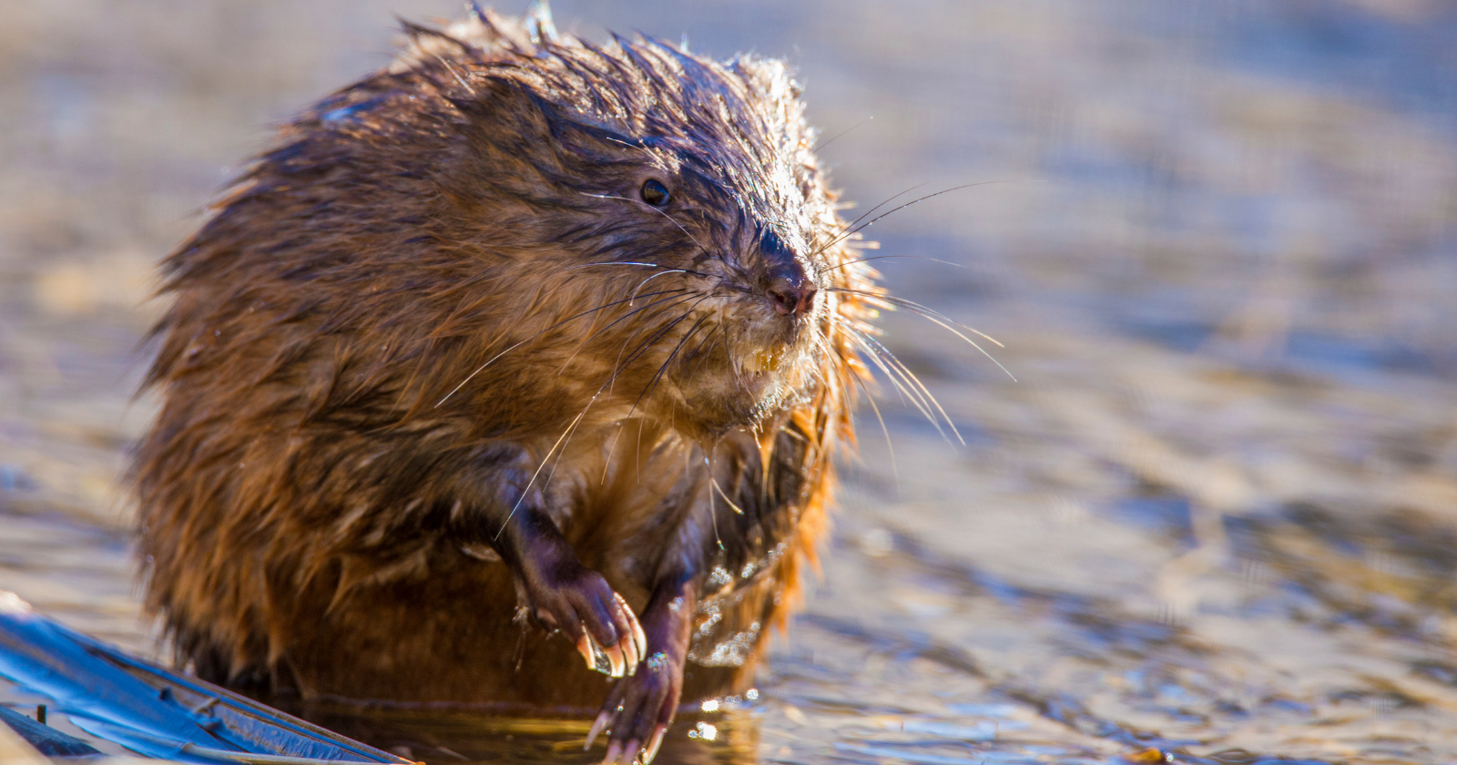 In 1905 a Bohemian prince brought five muskrats back from a hunting trip to America and released them on his castle ponds near Prague; their descendants crossed Europe and Asia at a walking pace, and the muskrat is now trapped from the Netherlands to Japan