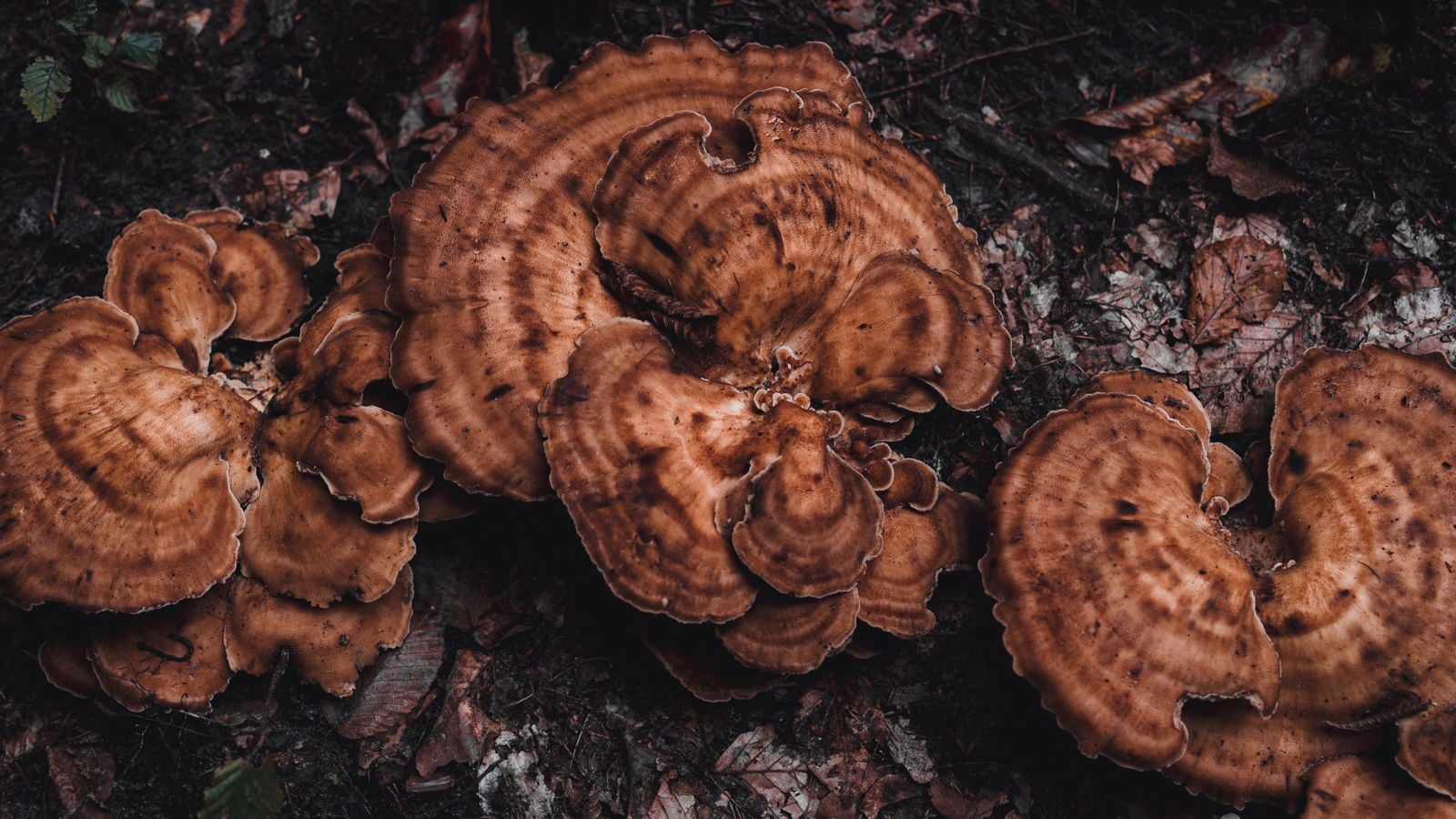 mycorrhizal fungi hyphae