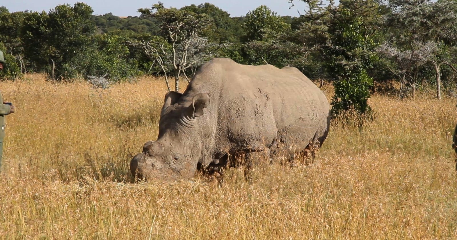 Only two northern white rhinos are left, a mother and daughter who cannot carry a calf, and after 39 laboratory embryos and six transfers into surrogate mothers not one of the attempts has held