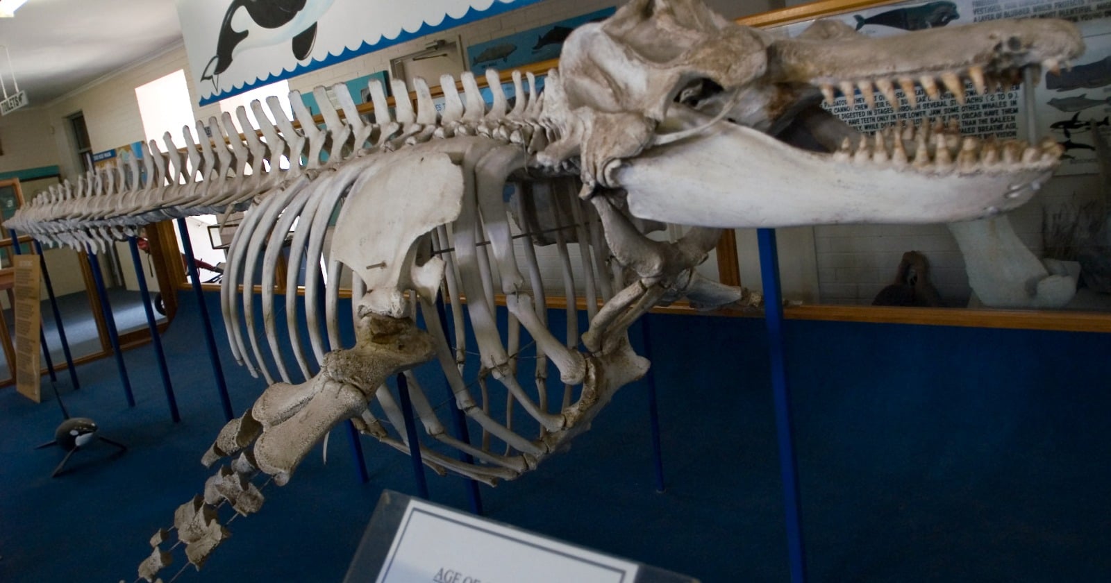 Do any of Old Tom's descendants survive? Geneticists drilled DNA from the tooth and jawbone of the killer whale that local accounts at Eden credited with helping the whalers run down baleen whales in Twofold Bay, and found no clear descendant among the killer whales they could sample