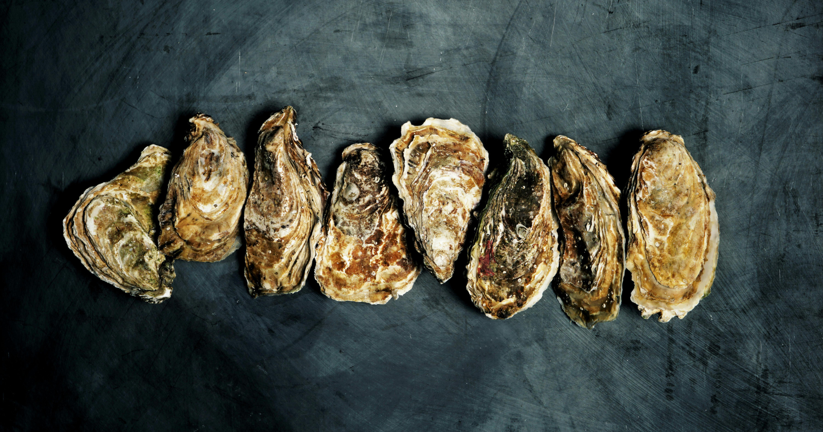 New York is rebuilding its dead oyster reefs with shells scraped off restaurant plates, and more than 100 million live oysters are already back in the harbor filtering the water, in a city where the reefs were once so thick that ships had to steer around them