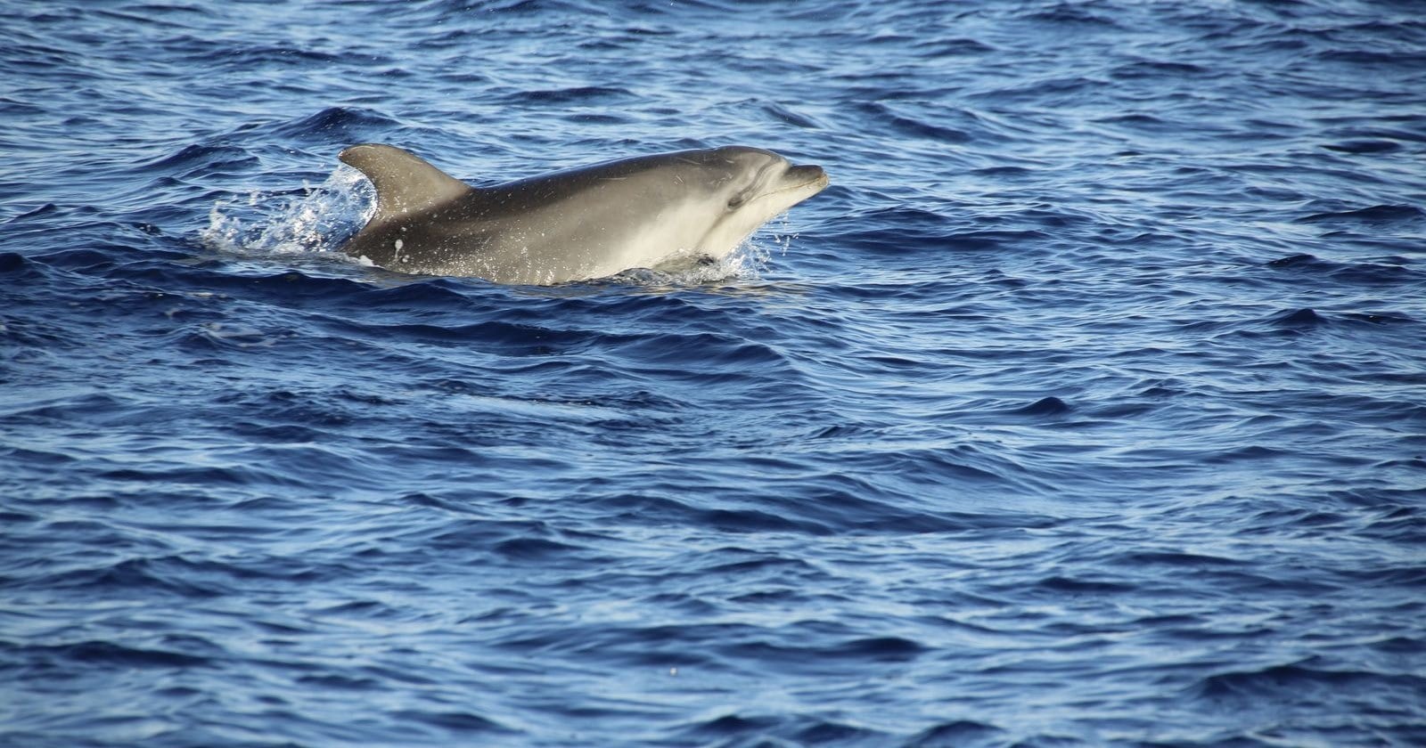 A bottlenose dolphin at the surface
