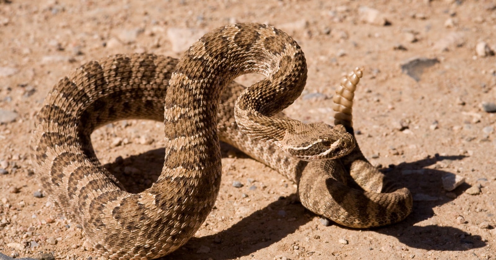 A rattlesnake called Iris was first seen as a baby in California in 2021, and Project RattleCam has now reported the birth of her own pups