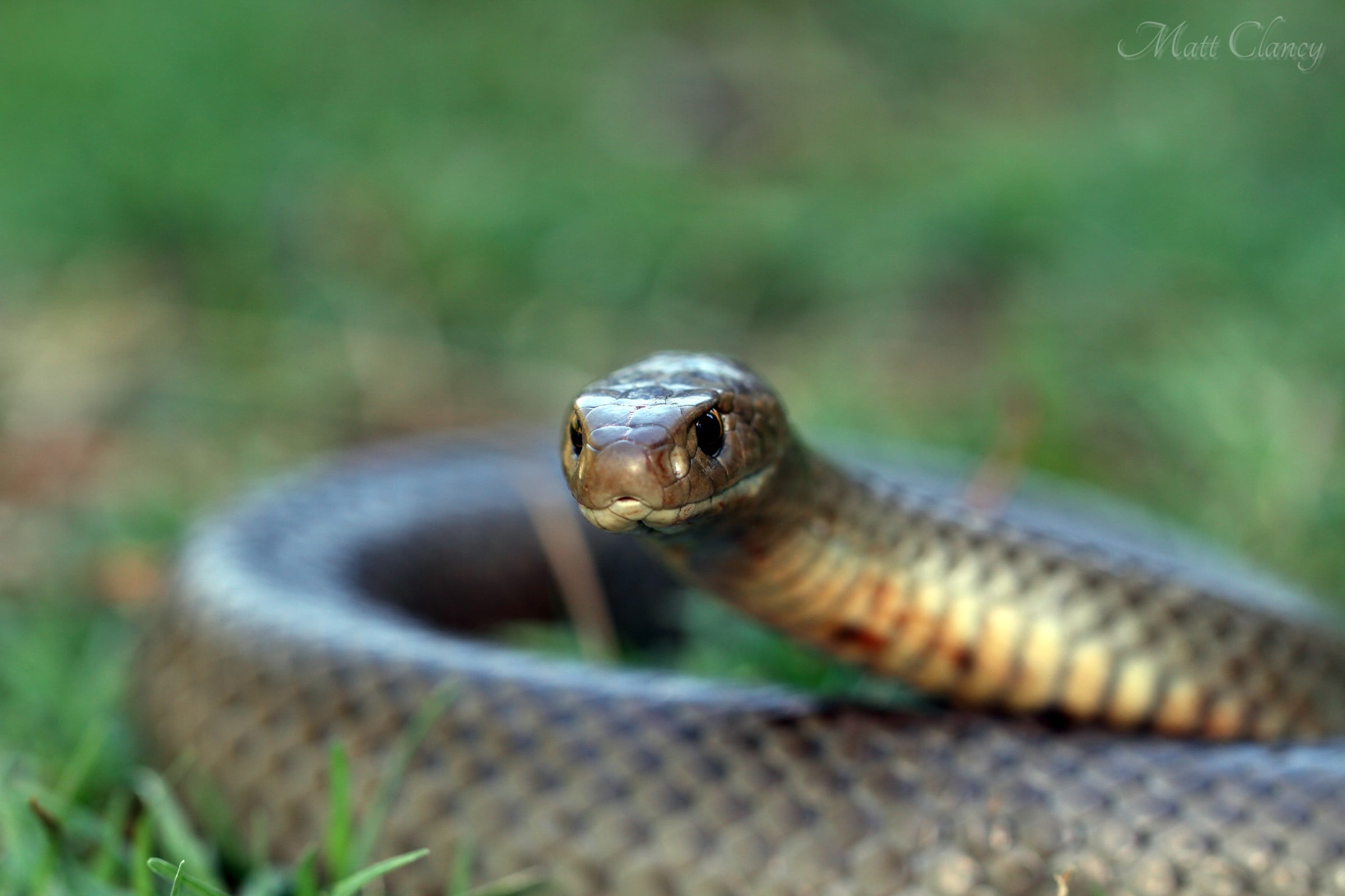 Eastern brown snake Pseudonaja textilis coiled with head raised, Melbourne Victoria