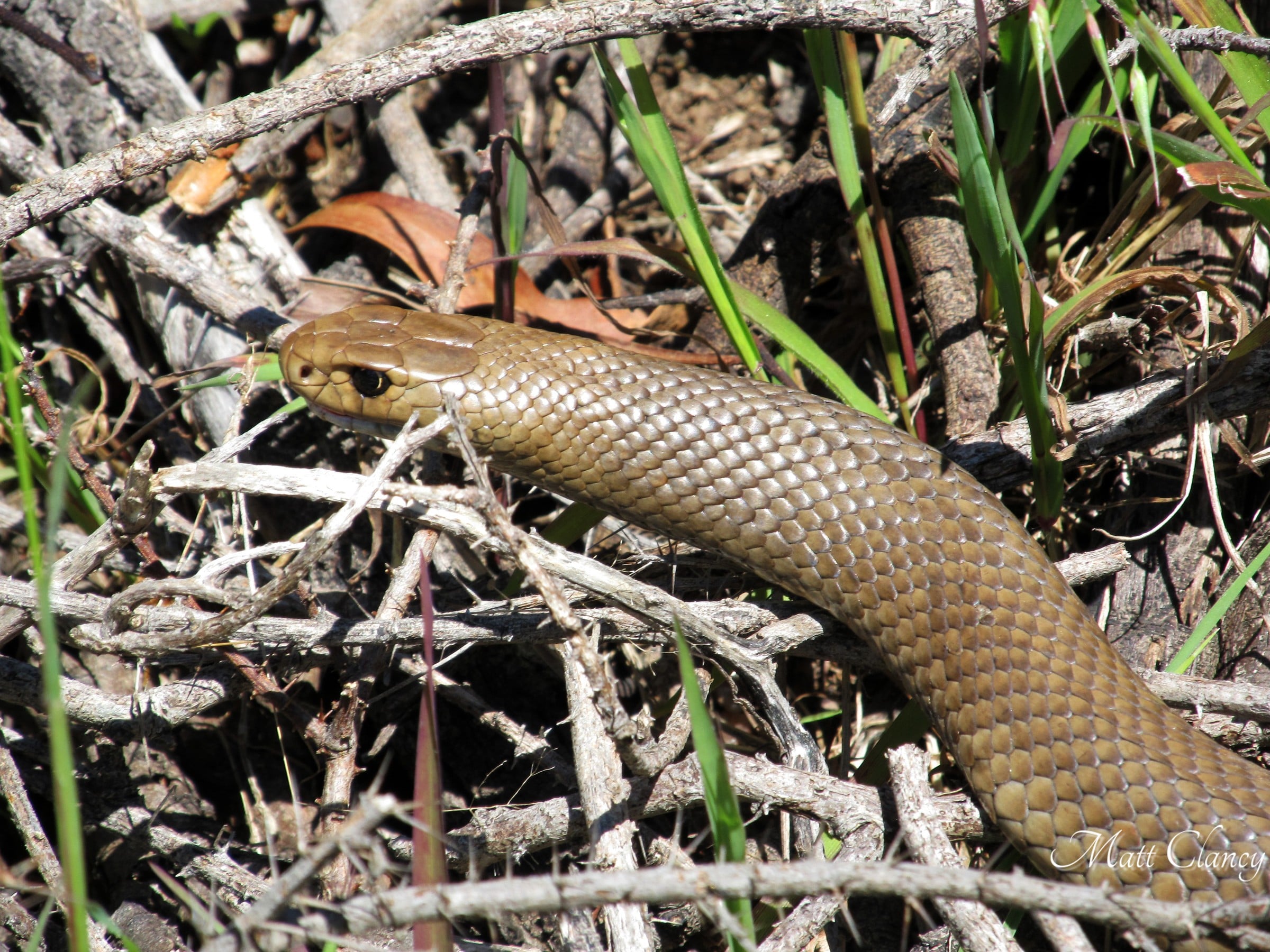 Eastern brown snake Pseudonaja textilis moving through dry twigs and grass, south-west Melbourne
