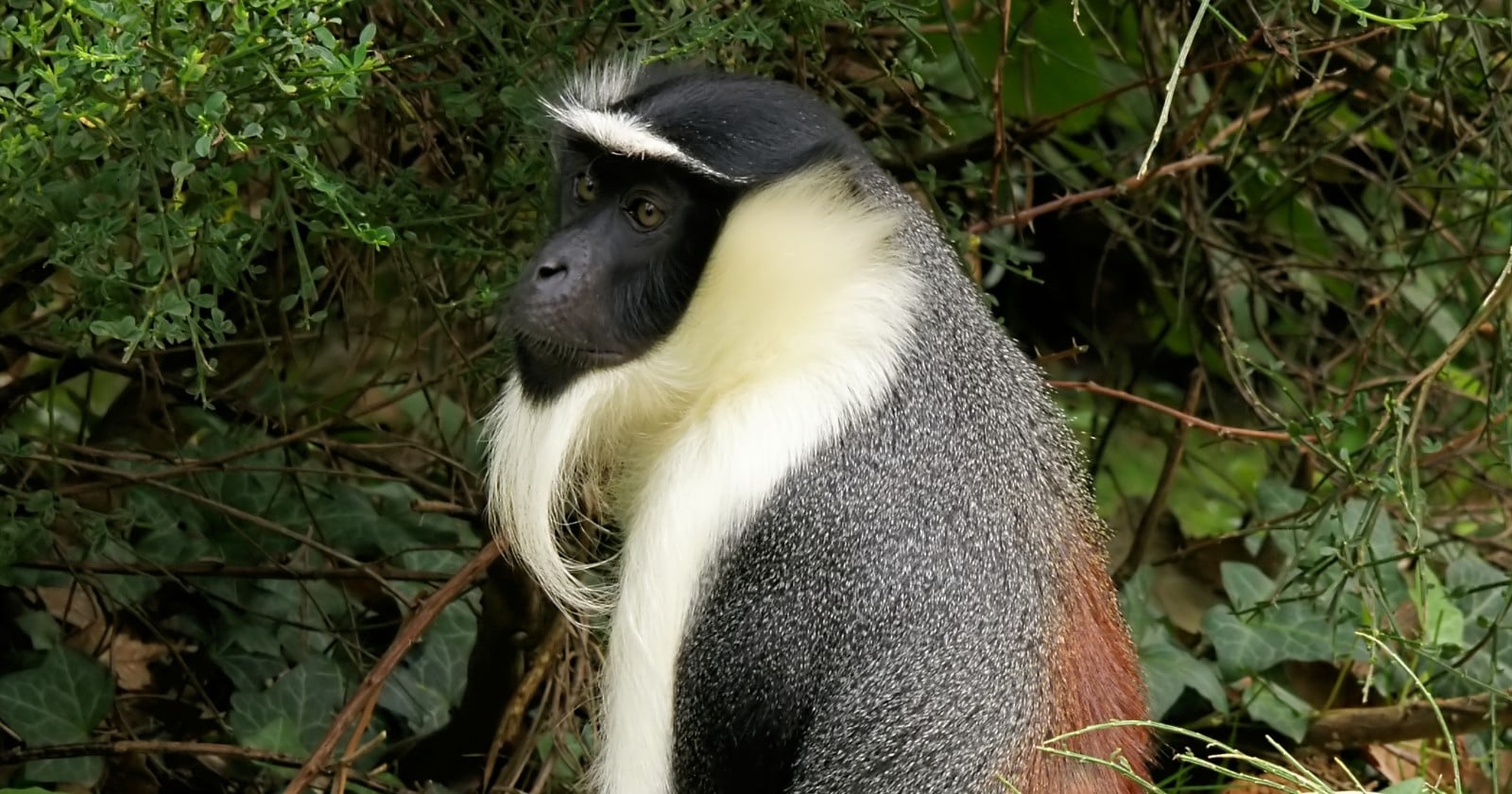 A 15-year-old roloway monkey at Chester Zoo had a golf-ball-sized mass in one foot, the team that removed it could find no previous example of the procedure in her species, and she kept every toe but one and gave birth to her third daughter months later