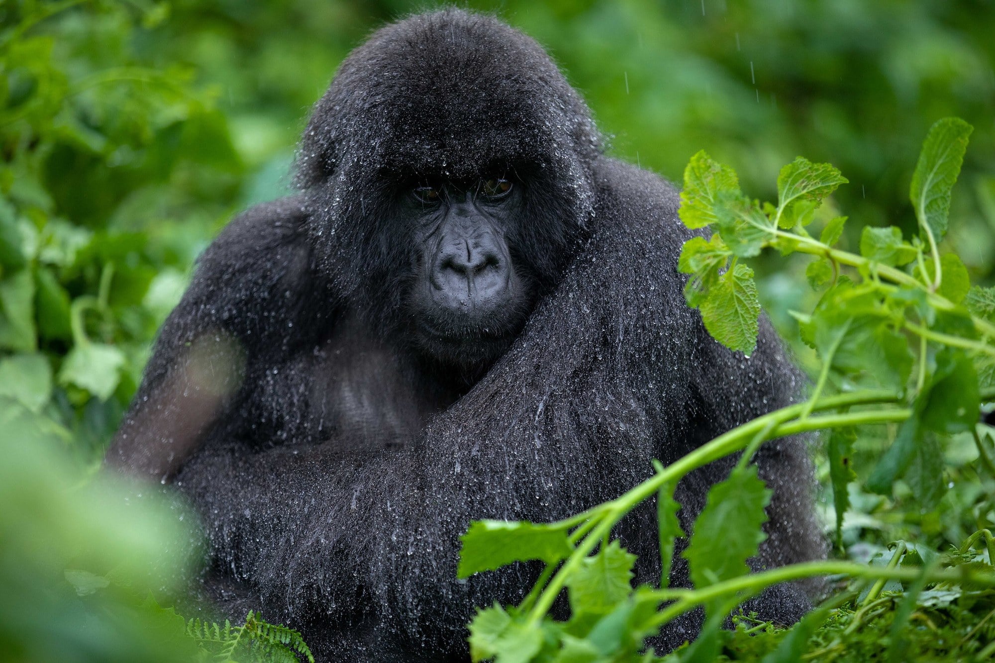 Rwanda’s mountain gorillas now face habitat loss as their defining problem, with CGTN Africa reporting that the work has shifted from guarding individual animals to holding onto the shrinking forest they and their neighbours both need