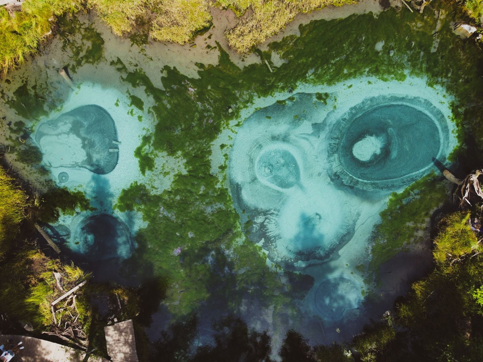 Shallow hydrothermal vents are one of the few places on Earth where sunlight-driven and chemistry-driven food webs share the same square metre of seafloor