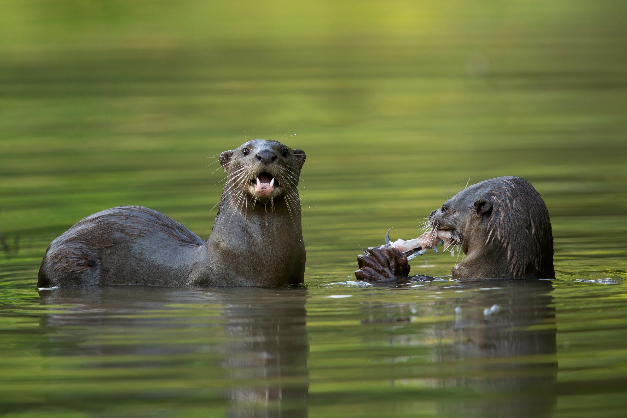 In 1998 a resident pair of smooth-coated otters returned to Sungei Buloh; by early 2021 Singapore counted at least 170 otters in 17 groups, up from 79 in 11 groups in 2017