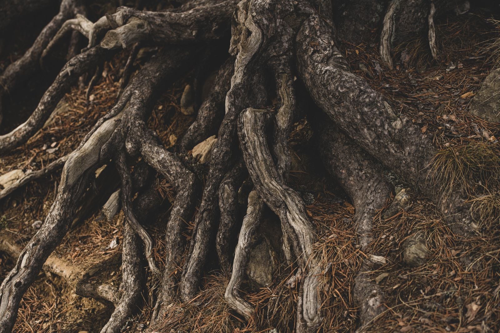 soil cross section roots