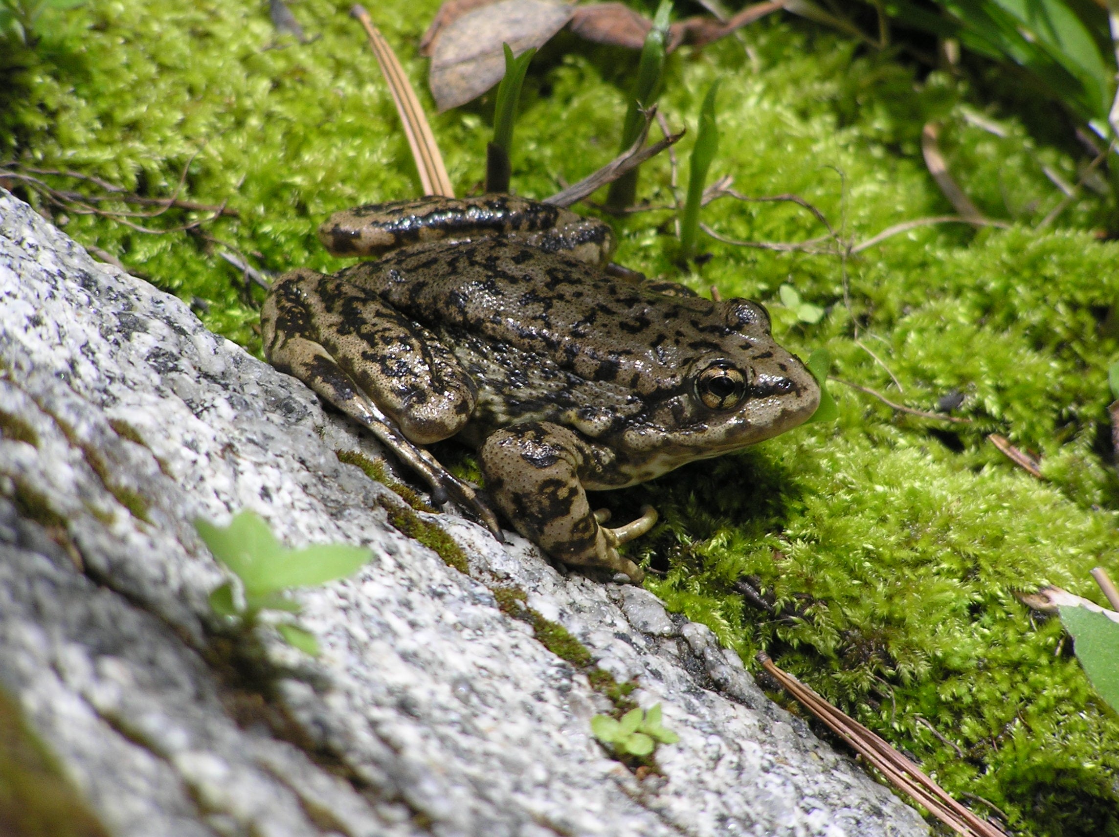 In September 2026, the L.A. Zoo reported releasing 653 southern mountain yellow-legged frogs into the San Gabriel Mountains; 227 came from its new bio-secure facility