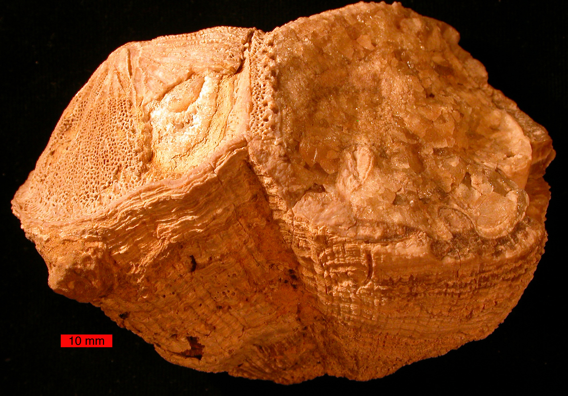 Fossilized rudist bivalves from Cretaceous rocks