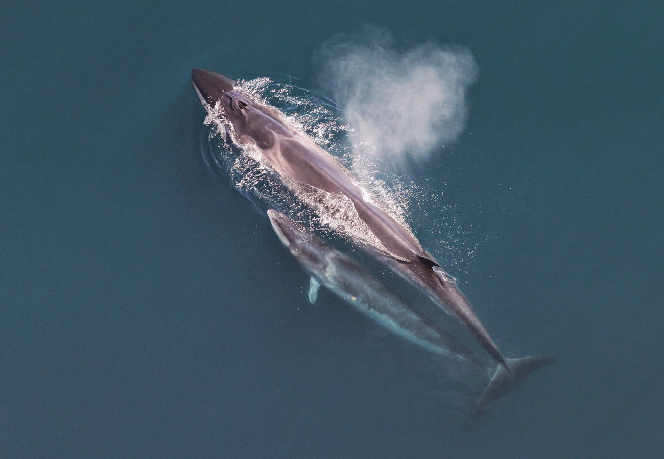 Aerial view of a sei whale mother and calf at the ocean surface