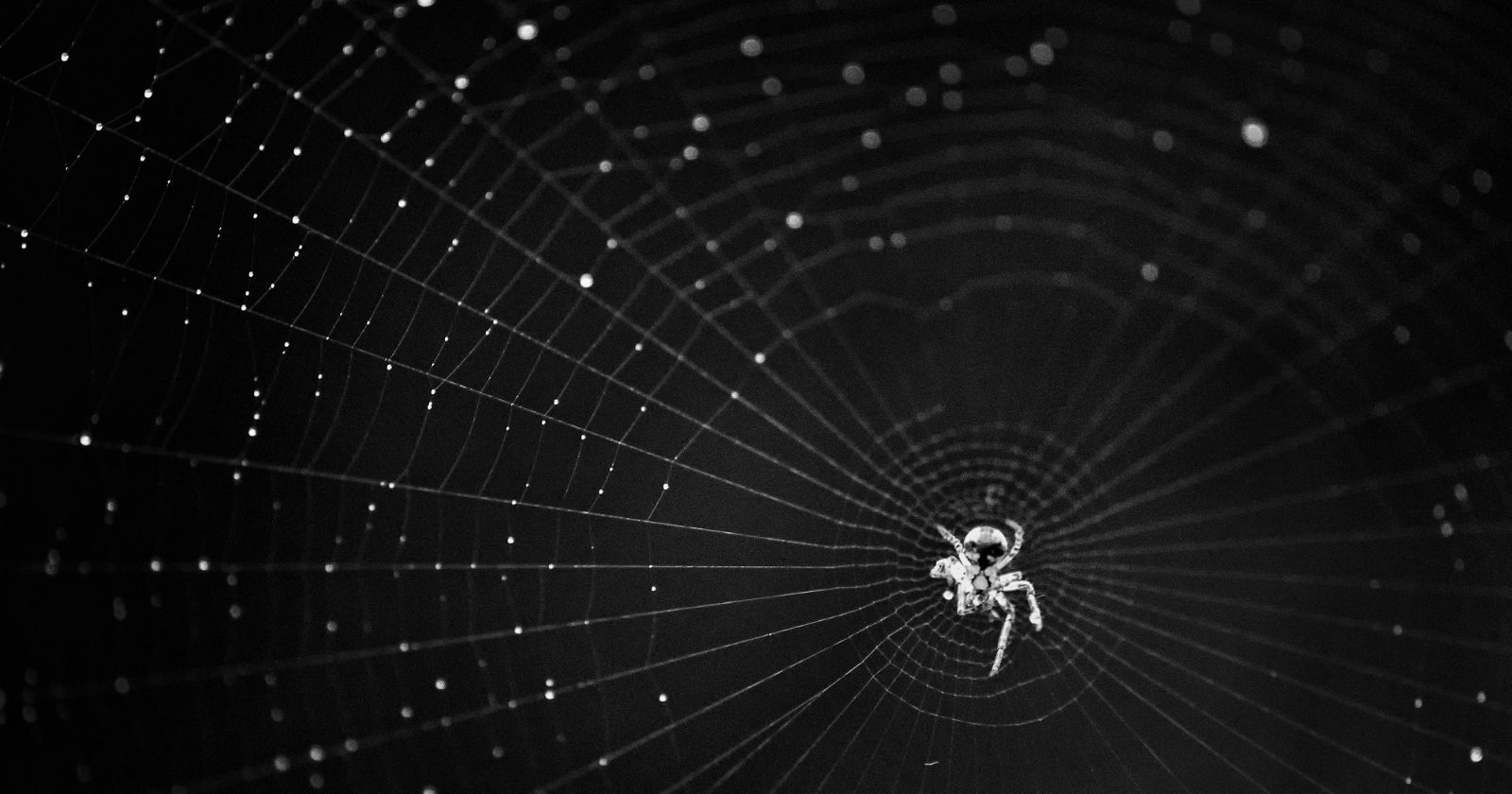 A high-school student's idea sent two spiders to a US space station to see whether they could still spin a web with no gravity to hang it from, and they did, building lopsided, confused webs at first before adjusting, and one of the spiders, named Gladys, turned out on return to be male and was renamed Gladstone.