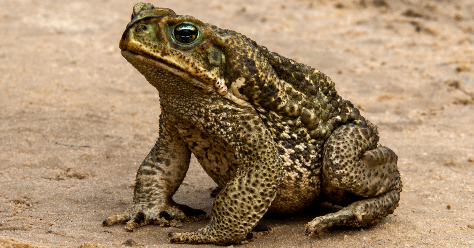 In the 1930s a handful of cane toads were released on Australian sugar farms to eat a beetle they turned out to be unable to reach, and from roughly 100 animals they have since bred into well over 200 million, spreading west across the continent faster each year.In the 1930s a handful of cane toads were released on Australian sugar farms to eat a beetle they turned out to be unable to reach, and from roughly 100 animals they have since bred into well over 200 million, spreading west across the continent faster each year.