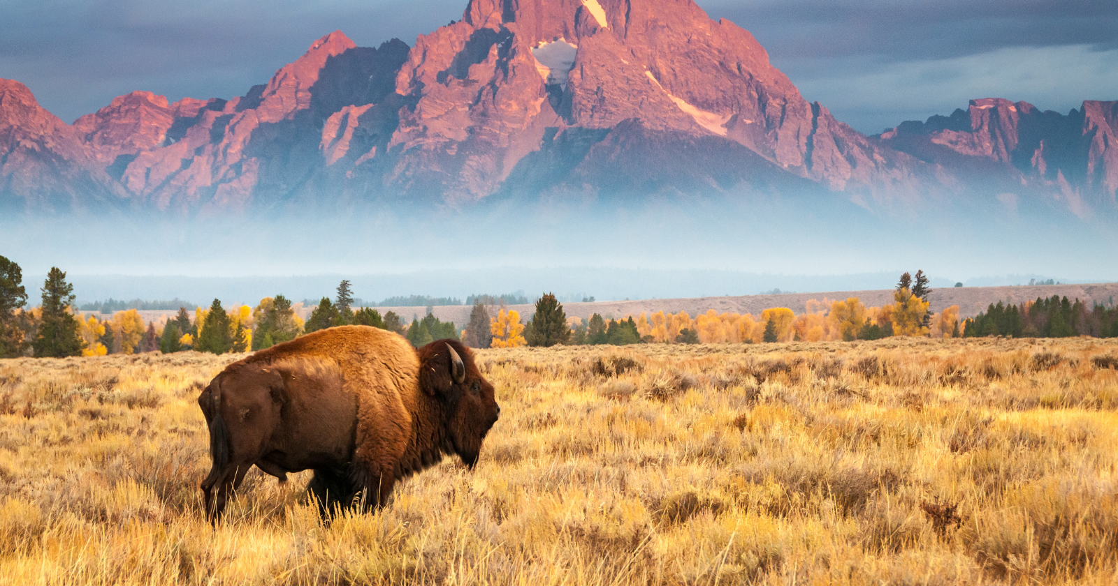 A single buffalo gave a Plains family almost everything it needed, meat and fat for food, the hide for tipis and robes, the sinew for thread, the bones for tools and the bladder and stomach for carrying water, a completeness of use that stood in stark contrast to the hide hunters who later took only the skin and left the rest to rot on the prairie