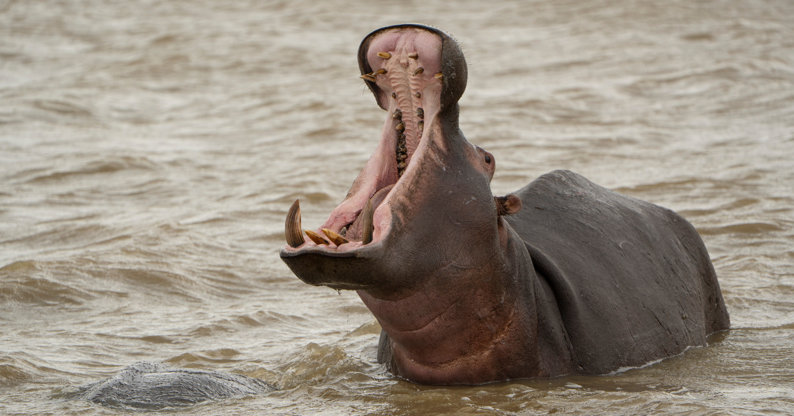 In the 1980s a small number of hippos were kept on a Colombian drug lord's private estate, and decades after his death their unmanaged descendants have grown into a herd of well over a hundred, the largest population of hippos anywhere outside Africa, now roaming the country's main river.