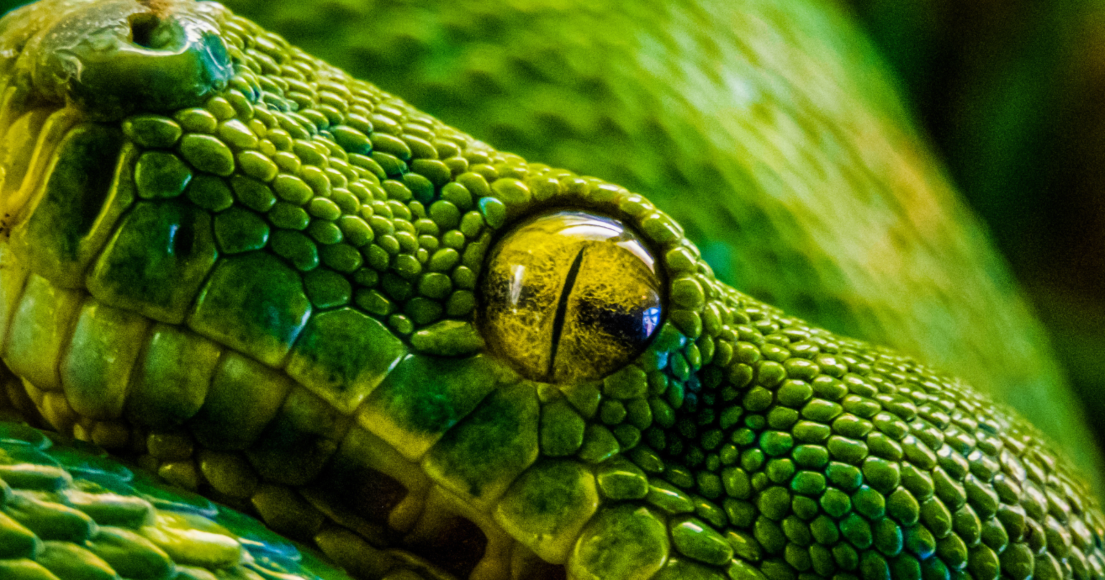 In the 1990s a few Burmese pythons, once pet snakes let loose or escaped in Florida, found the Everglades so perfectly suited to them that they have since bred into a population thought to run into the tens of thousands, and in the worst-hit areas the raccoons, opossums and rabbits have almost entirely vanished from the night.