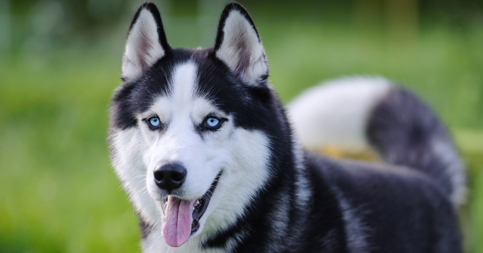 A handful of huskies imported from Labrador in the 1940s and topped up with dogs from Greenland became the ancestors of a sledge dog population that hauled supplies across the ice for nearly half a century, until a treaty banning all non-native animals forced the last of them to be removed from the continent entirely in February 1994.
