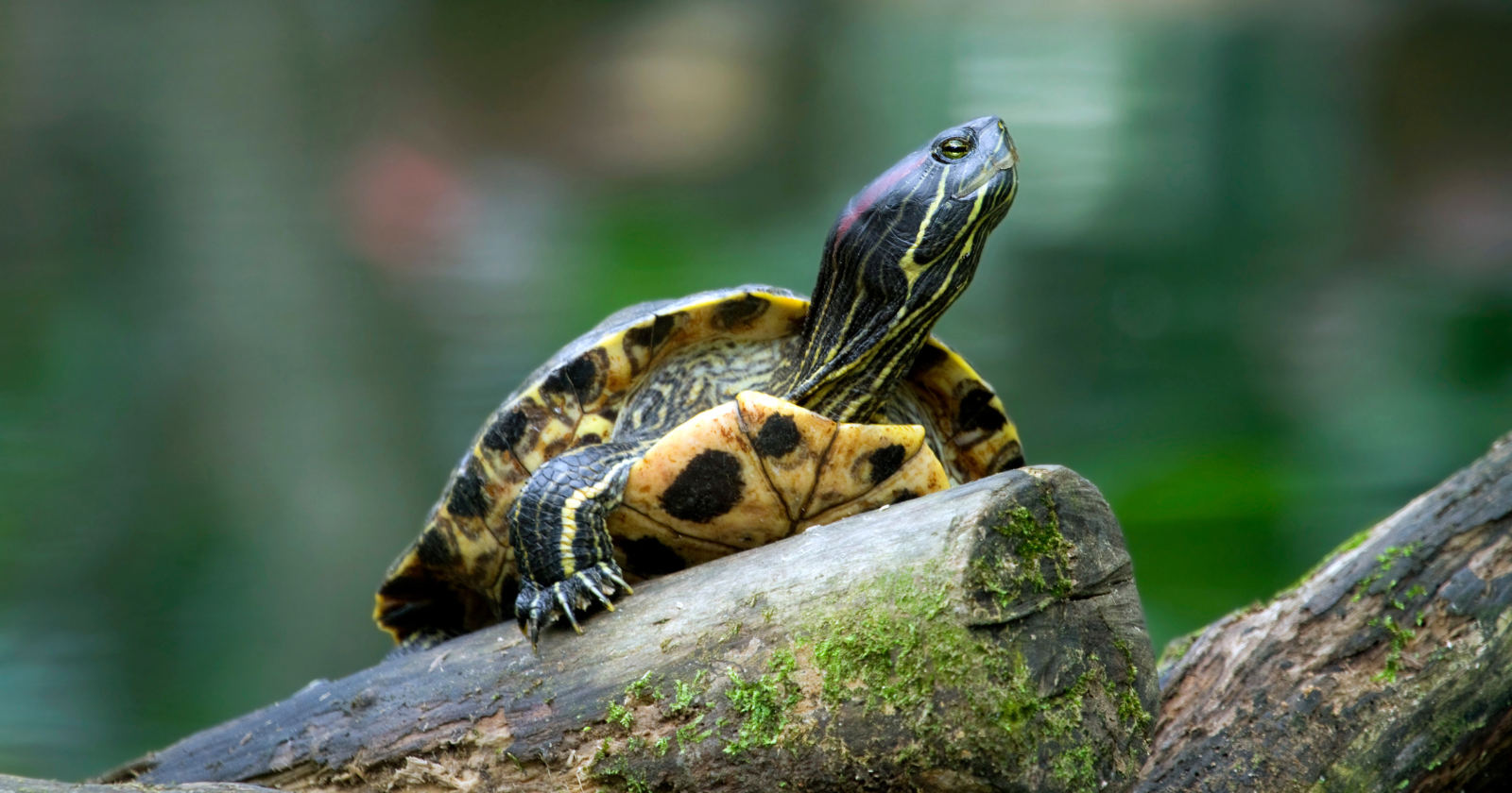 Between 1989 and 1997 the United States shipped more than 50 million pet turtles abroad, and enough of the red-eared sliders were later dumped in ponds and rivers when they grew too big that the species now outcompetes native turtles on every continent but Antarctica, listed among the 100 worst invaders on Earth.